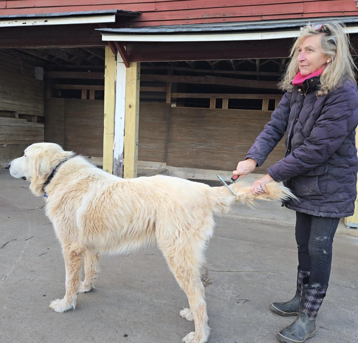 Lucy, adopted, Adult Female Great Pyrenees.