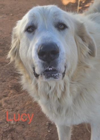Lucy, an adopted Great Pyrenees in Claremont, NC image 2/3