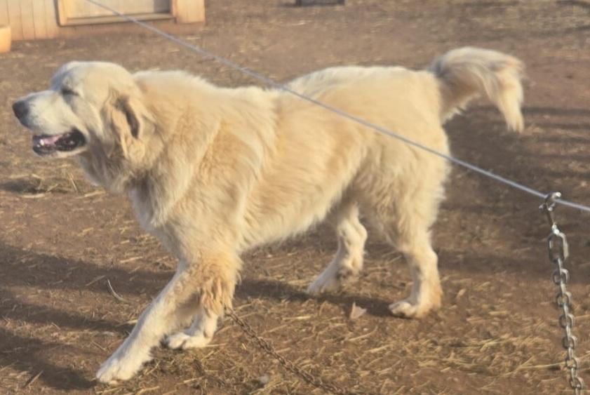 Lucy, an adopted Great Pyrenees in Claremont, NC image 3/3