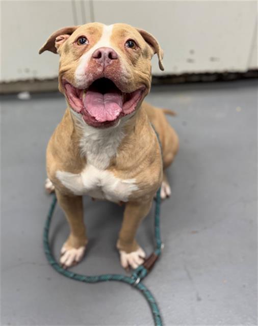 Enlarge HELEN, a Adoptable Pit Bull Terrier in Peoria, IL image 1/1