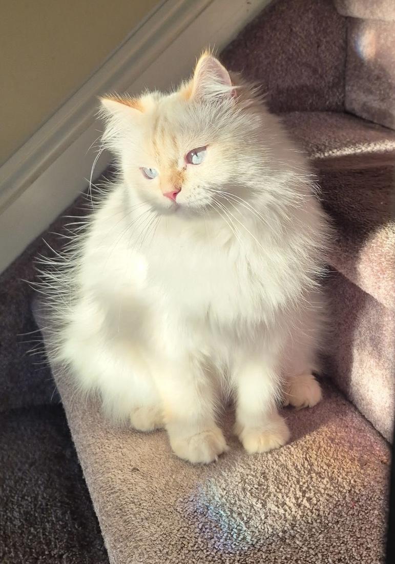 Enlarge Lina, a Adoptable Persian in Allentown, NJ image 4/6