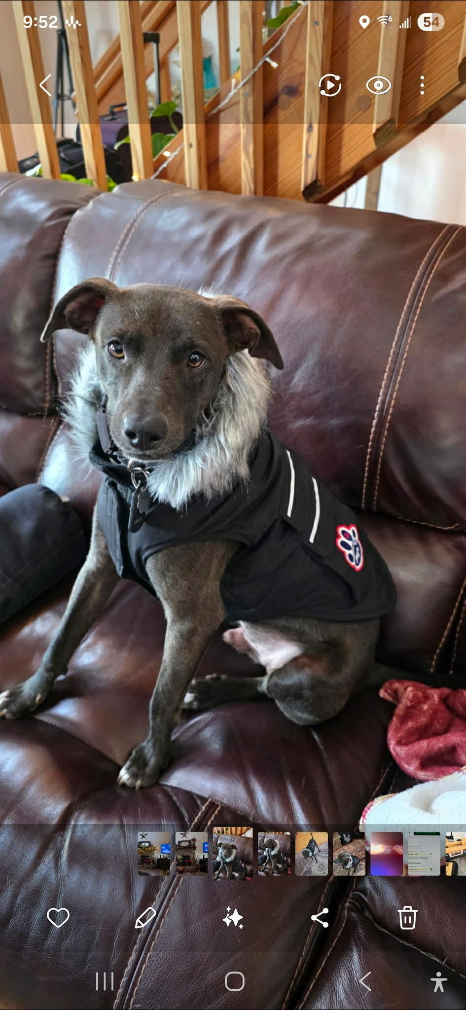 Collin, Adoptable, Adult Male Mountain Cur & Rat Terrier.