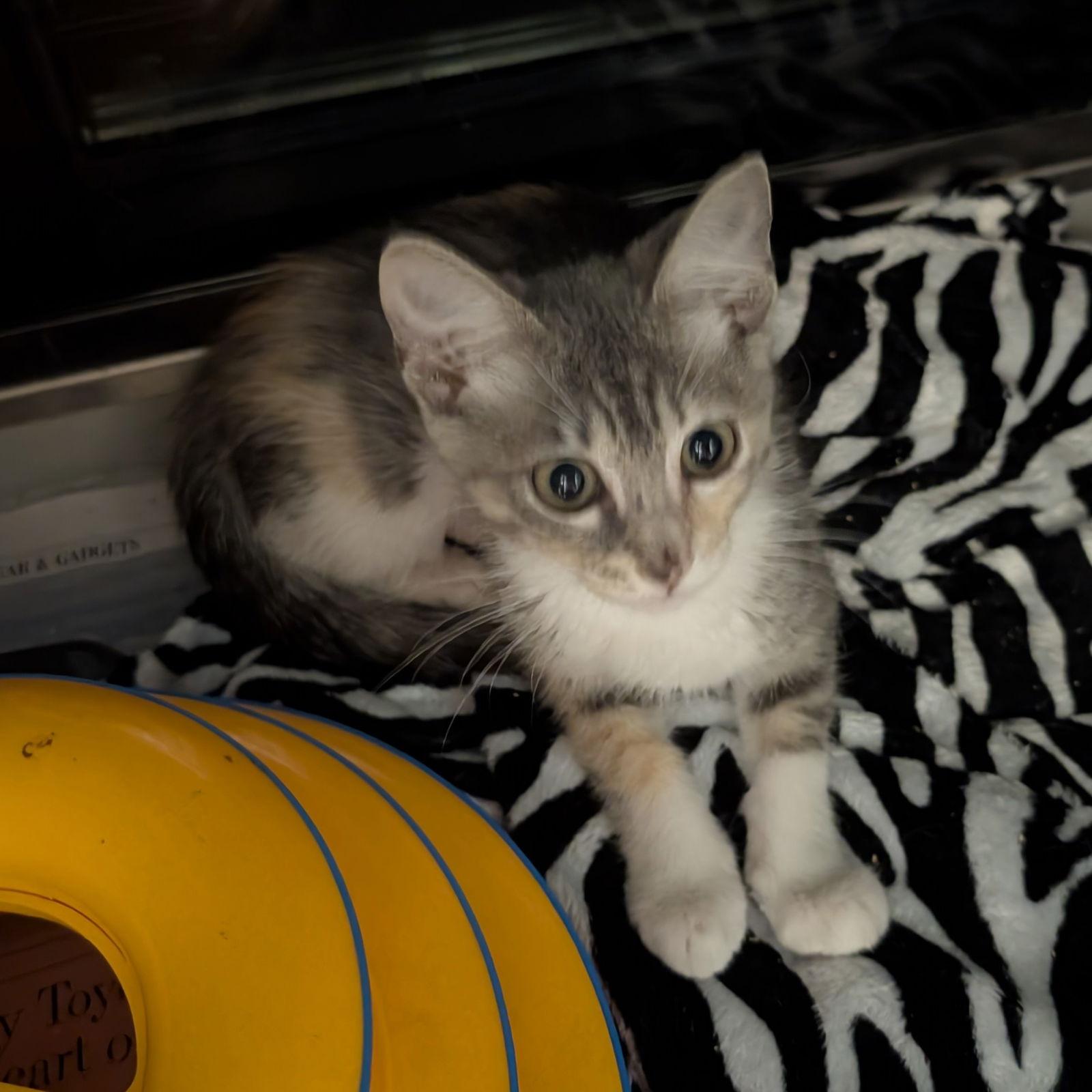 Catalina, Adopted, Kitten Female Domestic Short Hair.