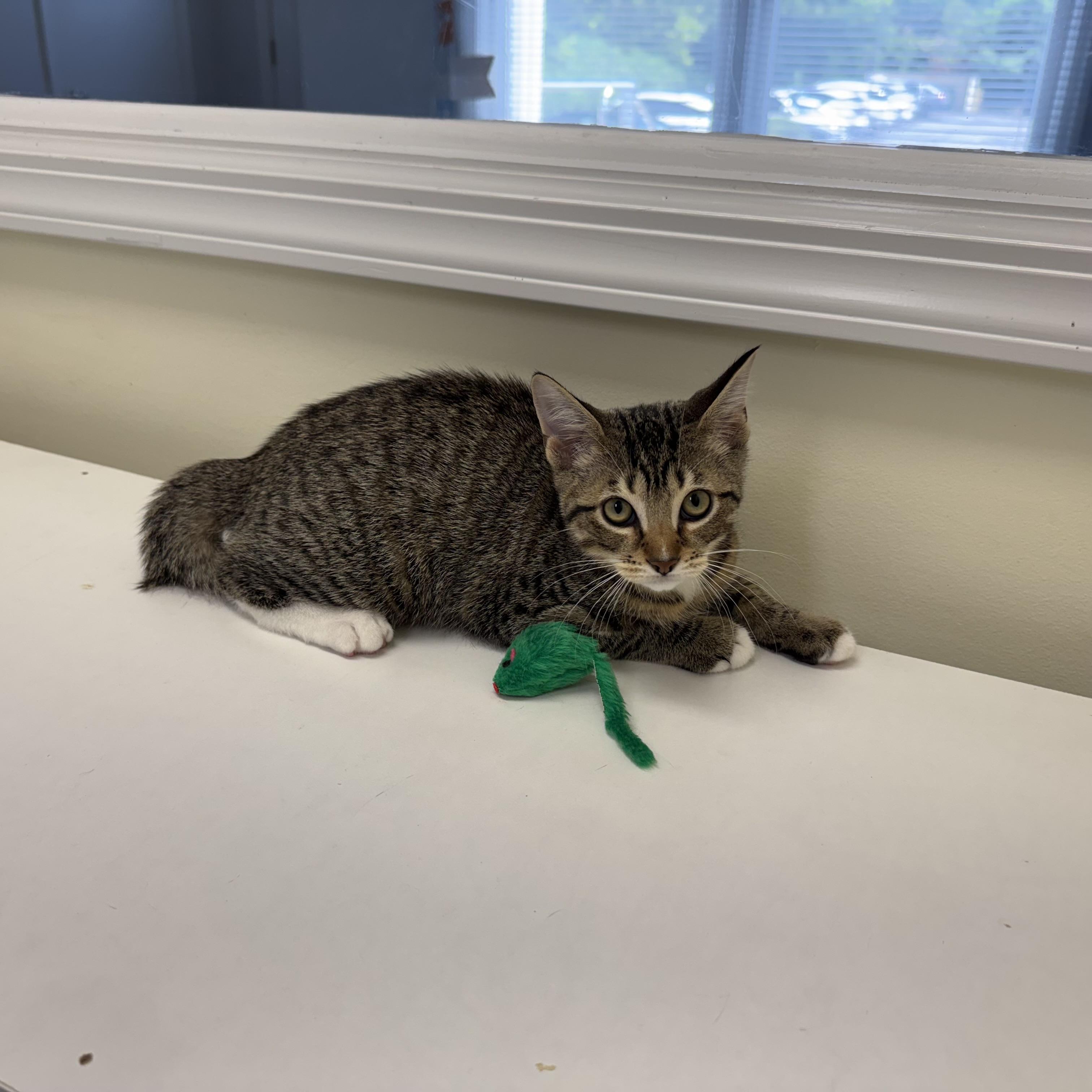 Enlarge Henri, a ADOPTABLE Tabby in East Northport, NY image 3/4