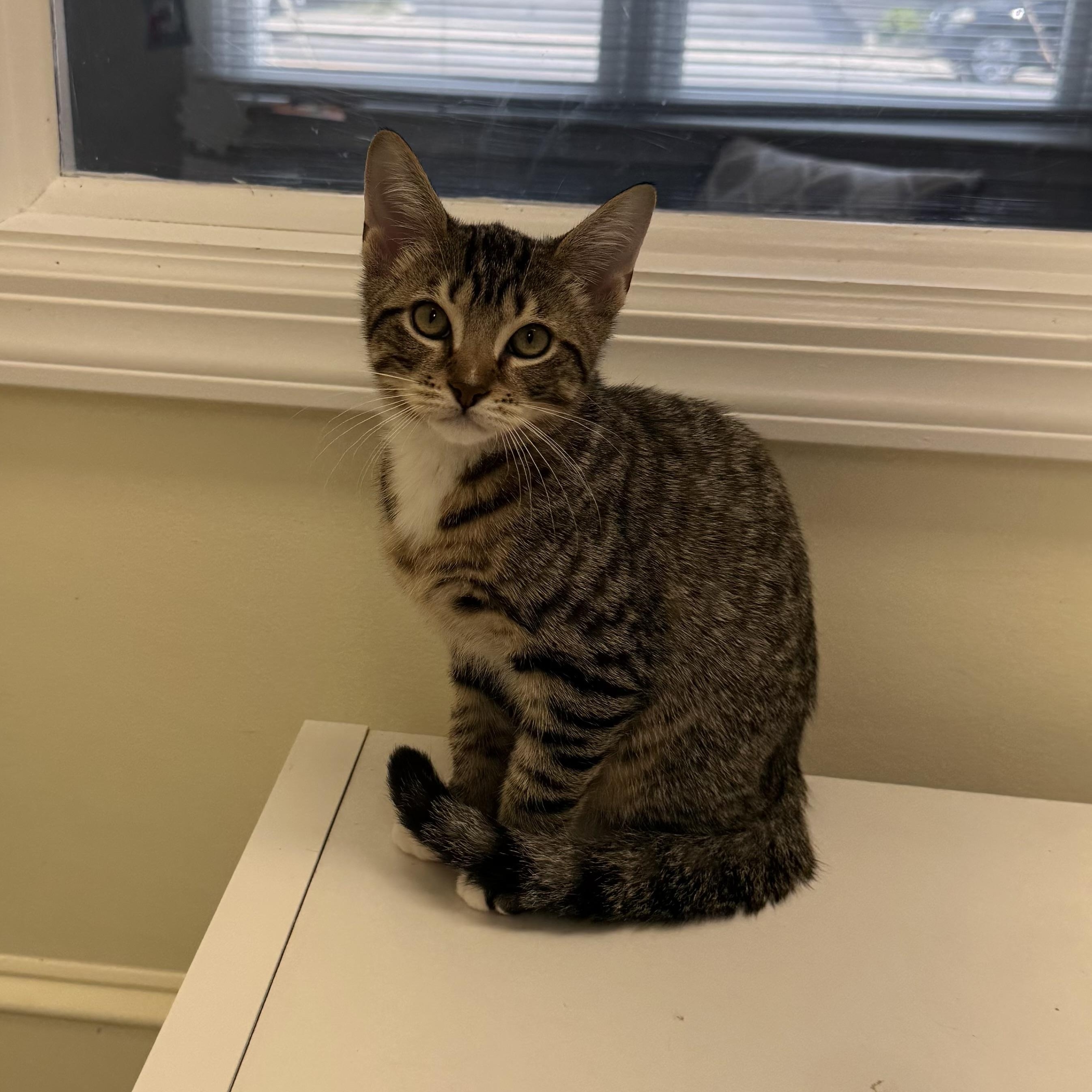 Enlarge Henri, a ADOPTABLE Tabby in East Northport, NY image 4/4