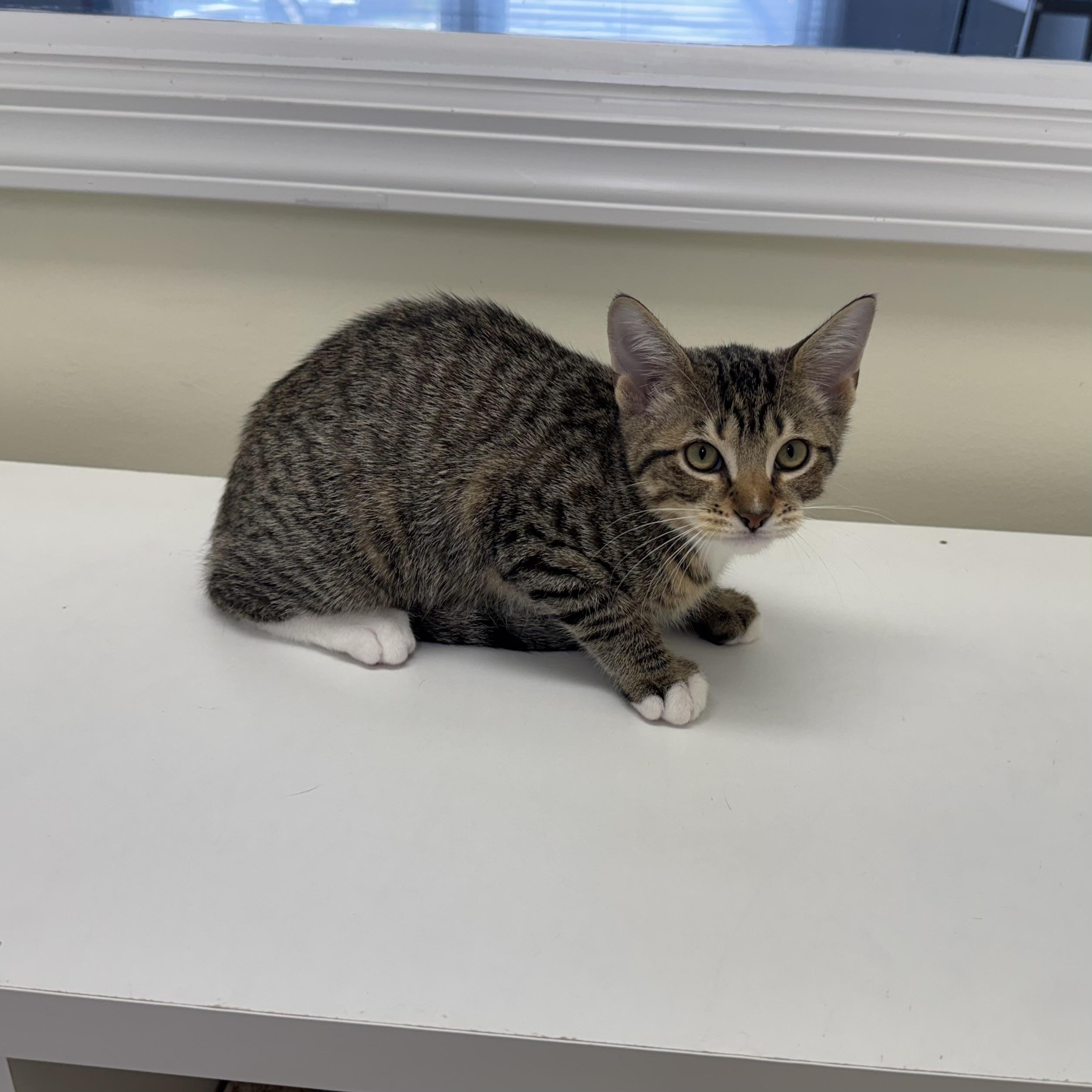 Enlarge Henri, a ADOPTABLE Tabby in East Northport, NY image 1/4