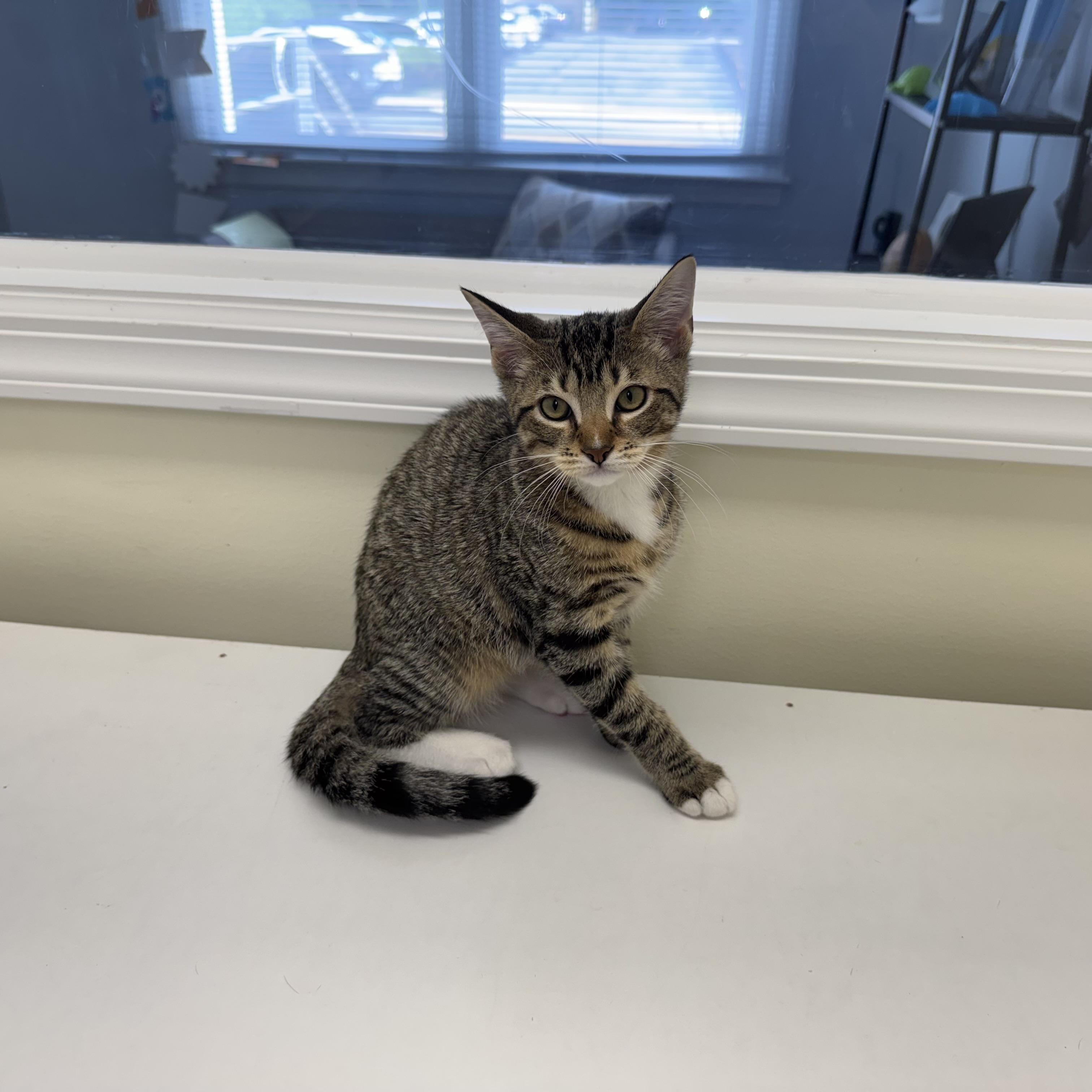 Enlarge Henri, a ADOPTABLE Tabby in East Northport, NY image 2/4