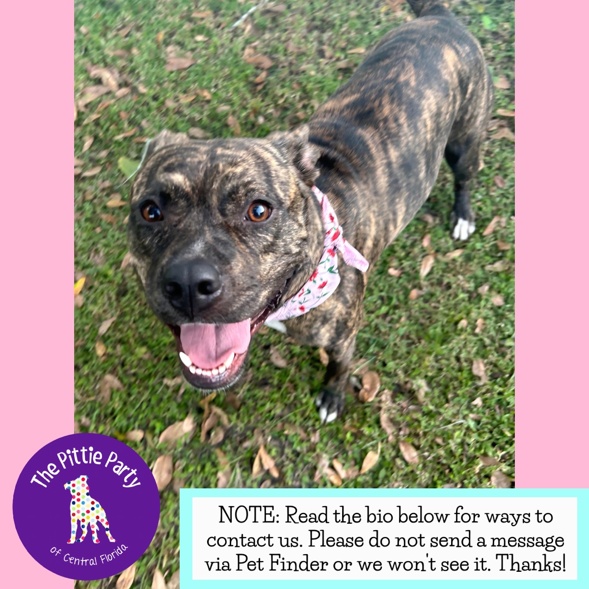 Enlarge Kanga, a Adoptable Pit Bull Terrier in Kissimmee, FL image 2/3