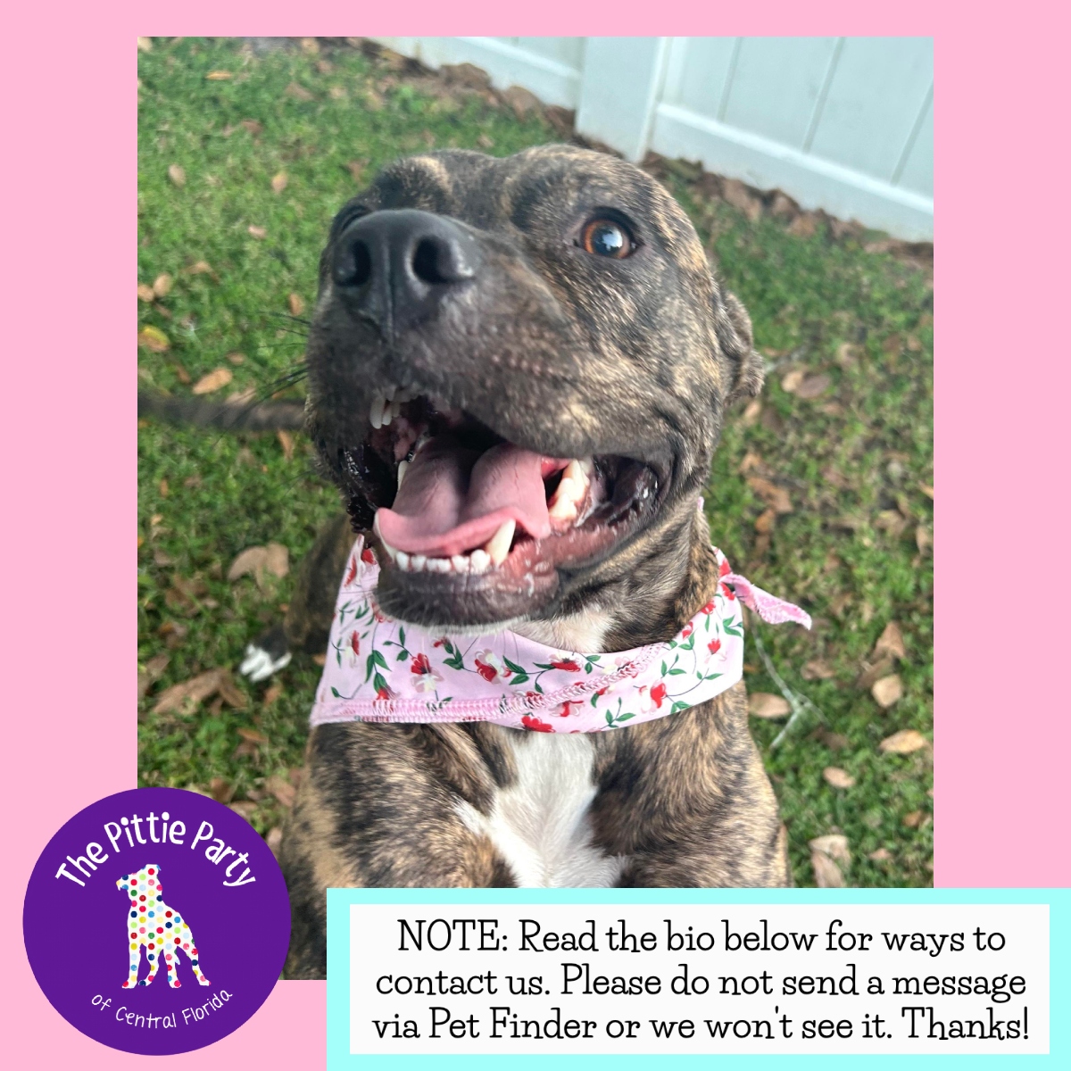 Enlarge Kanga, a Adoptable Pit Bull Terrier in Kissimmee, FL image 1/3