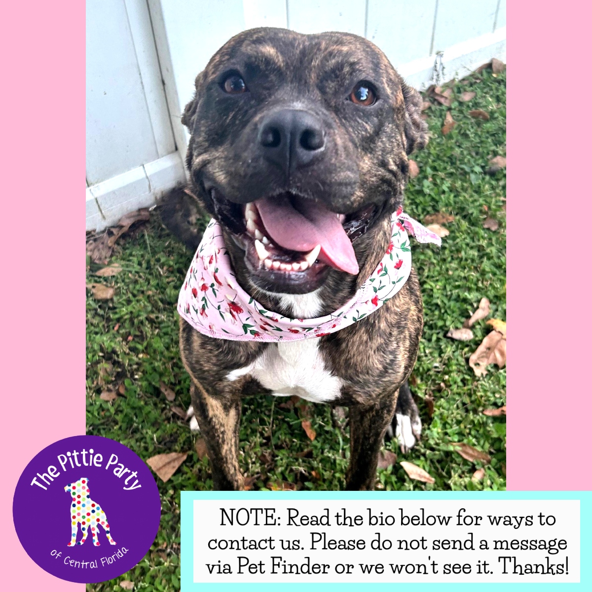 Enlarge Kanga, a Adoptable Pit Bull Terrier in Kissimmee, FL image 3/3