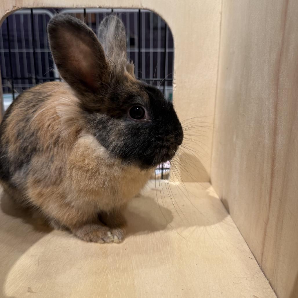 Yang, Adoptable, Adult Male Lionhead.