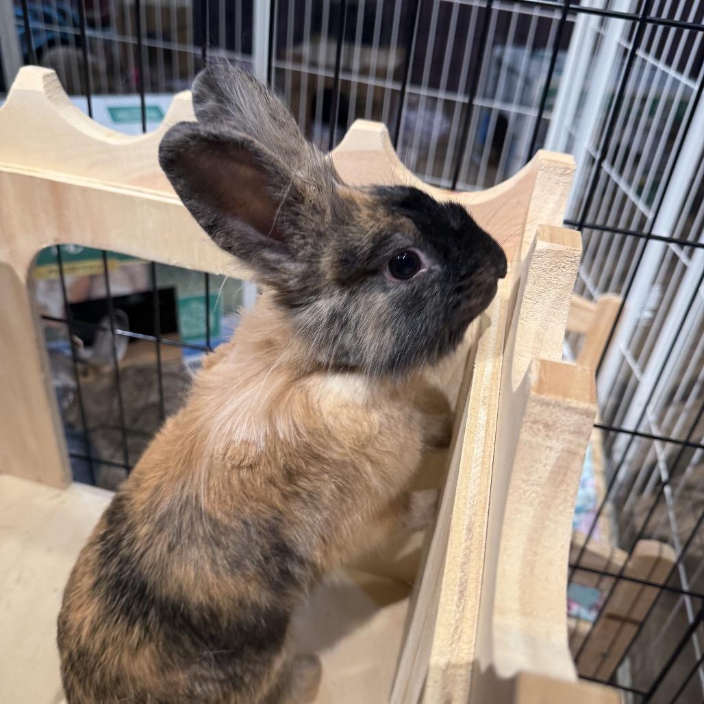 Yang, a Adoptable Lionhead in Cream Ridge, NJ image 2/6