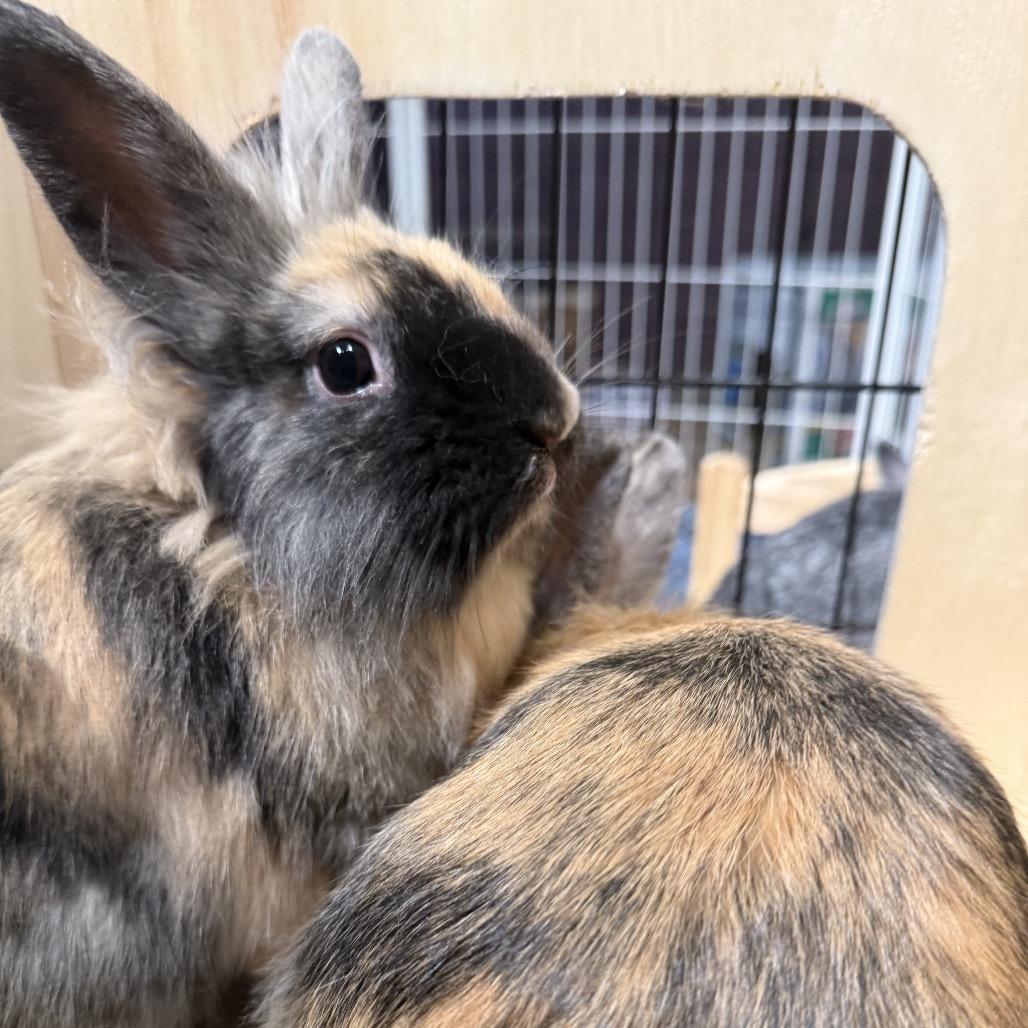 Yang, a Adoptable Lionhead in Cream Ridge, NJ image 3/6