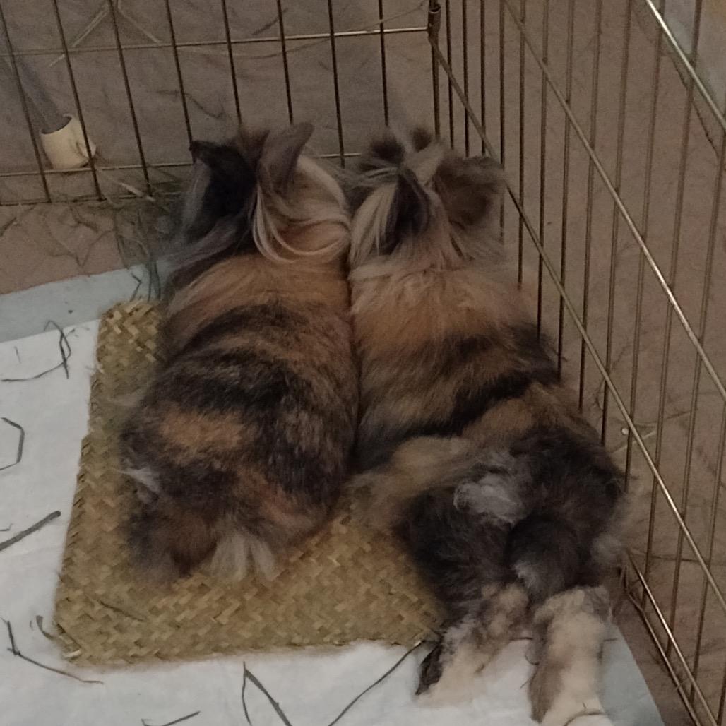 Yang, a Adoptable Lionhead in Cream Ridge, NJ image 4/6
