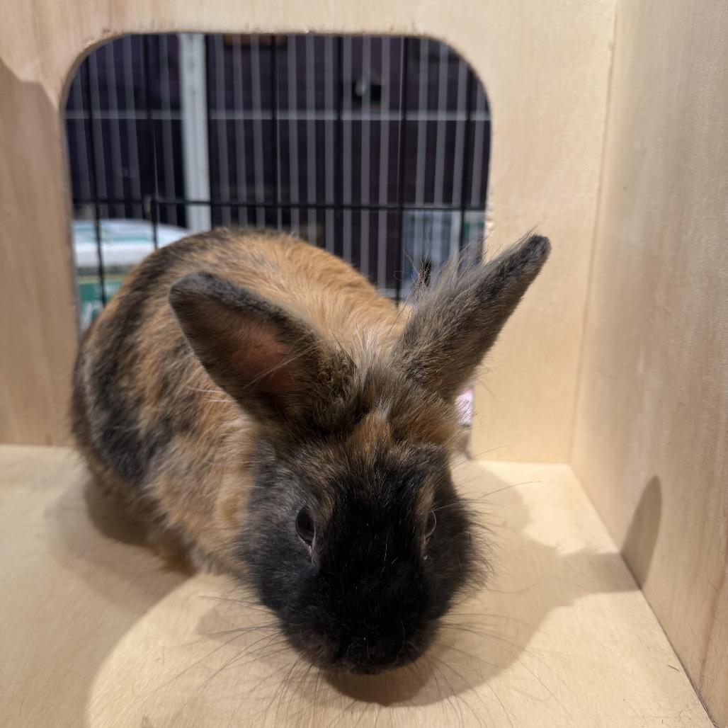 Yang, a Adoptable Lionhead in Cream Ridge, NJ image 5/6