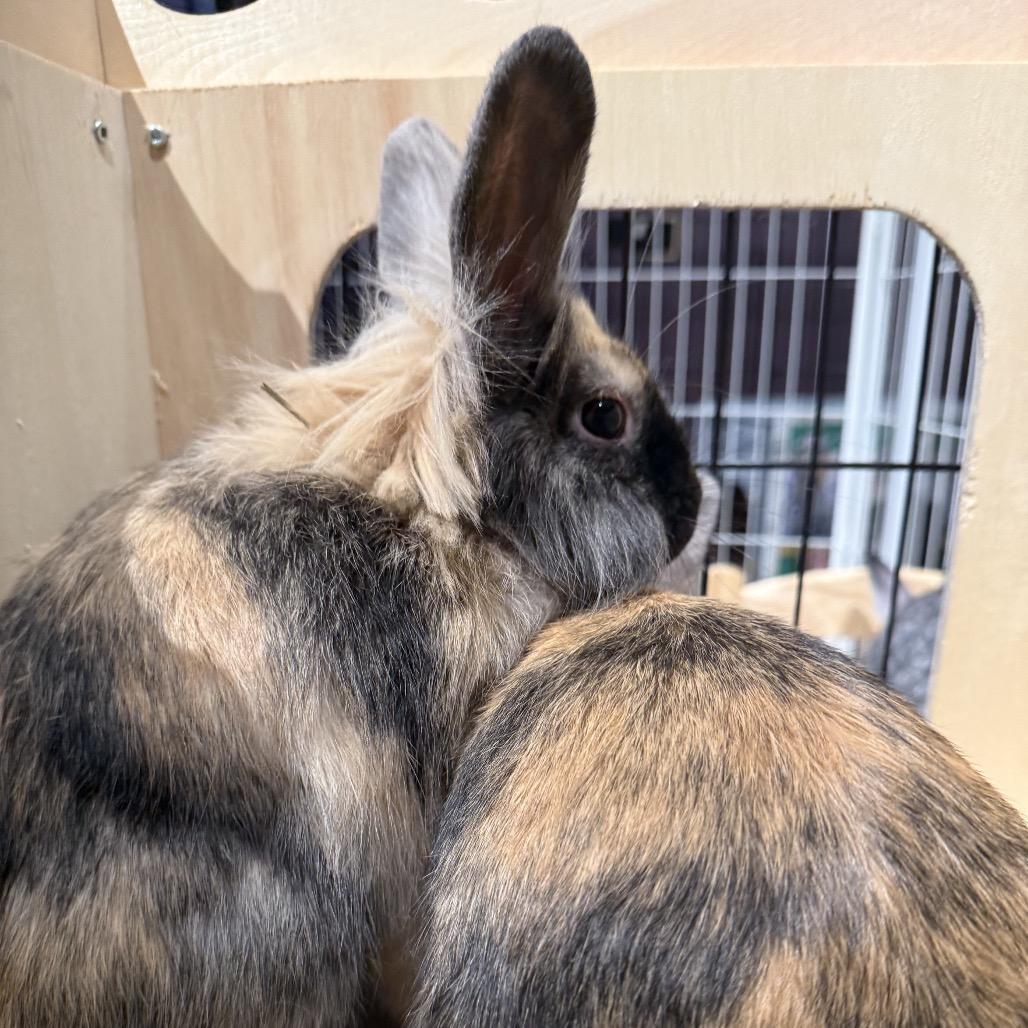 Yang, a Adoptable Lionhead in Cream Ridge, NJ image 6/6