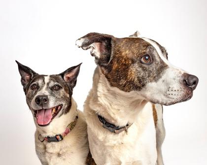 Enlarge Iggy (bonded w/ Casper), a Adoptable mixed breed in Burlington, WA image 1/3