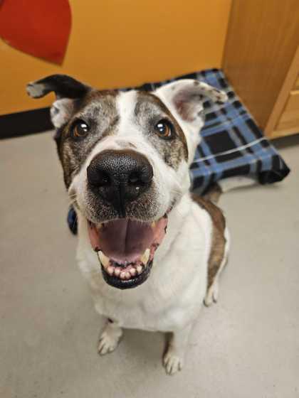 Enlarge Iggy (bonded w/ Casper), a Adoptable mixed breed in Burlington, WA image 2/3