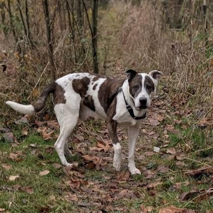 Enlarge Iggy (bonded w/ Casper), a Adoptable mixed breed in Burlington, WA image 3/3