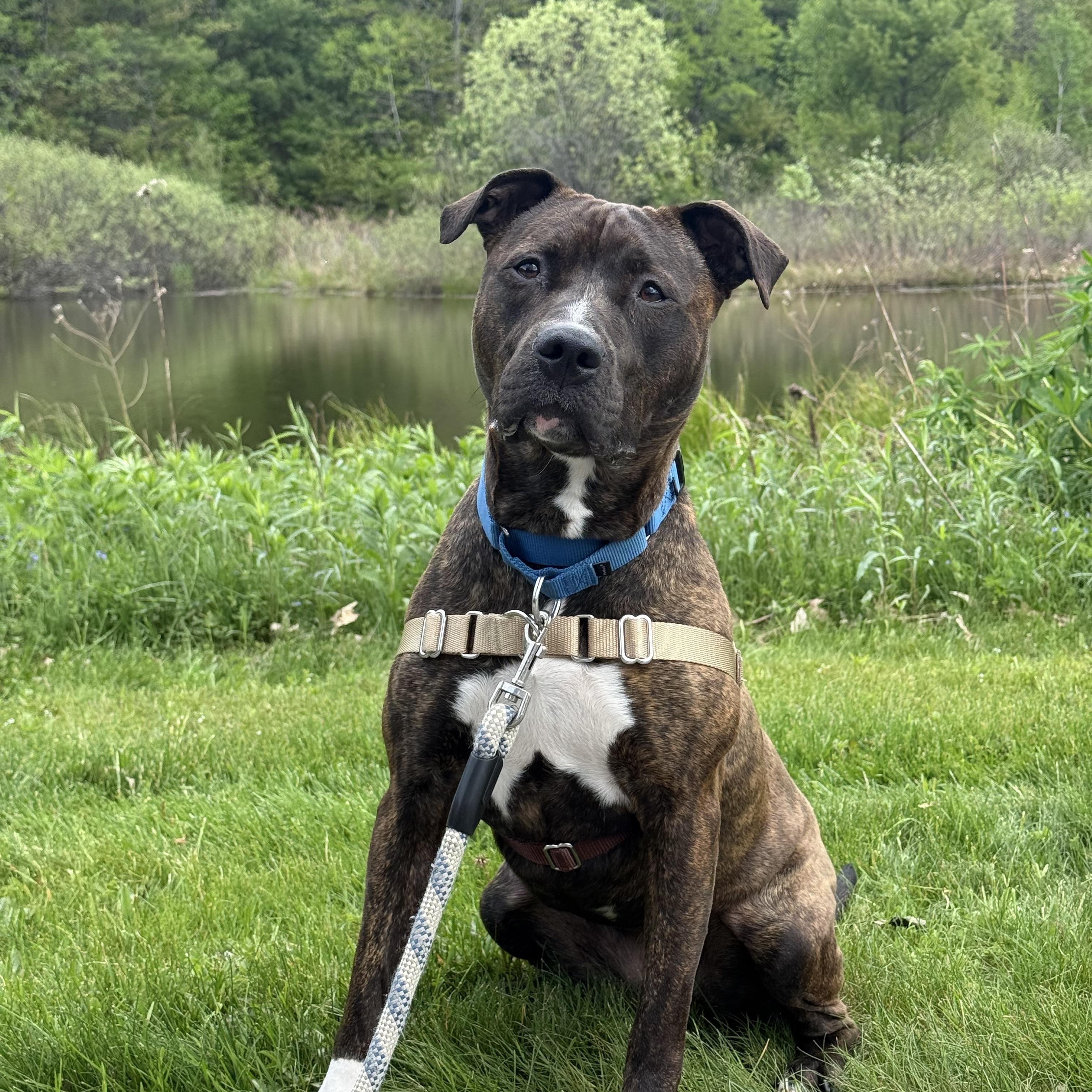 Nina, ADOPTABLE, Adult Female Pit Bull Terrier.