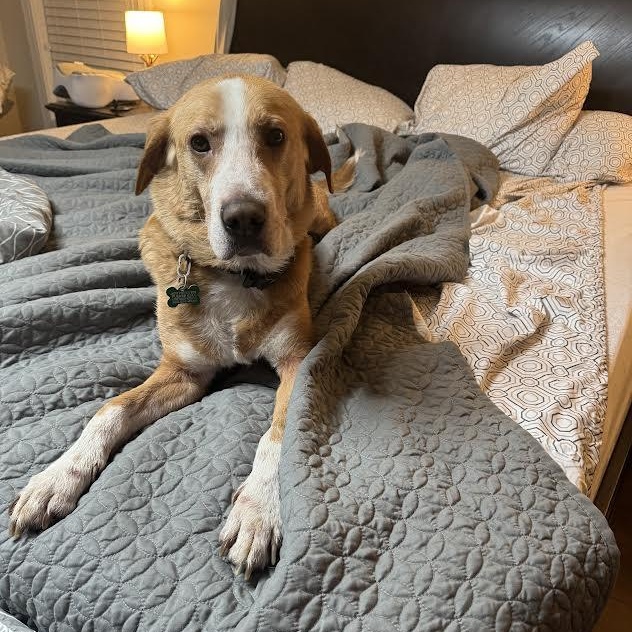 Jeremy, a ADOPTABLE mixed breed in Midlothian, VA image 1/6