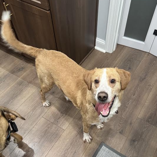 Jeremy, ADOPTABLE, Adult Male Retriever & Hound.