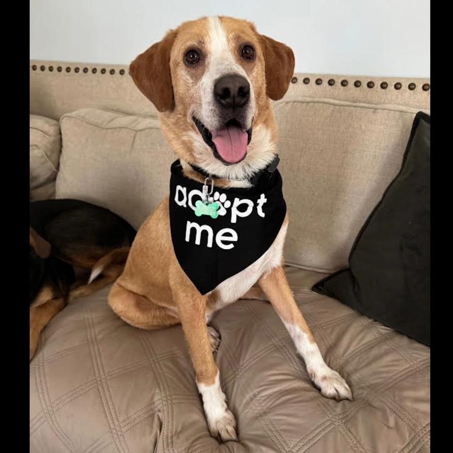 Jeremy, ADOPTABLE, Adult Male Retriever & Hound.