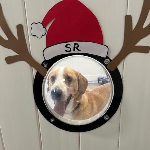 Jeremy, a ADOPTABLE mixed breed in Midlothian, VA image 3/6