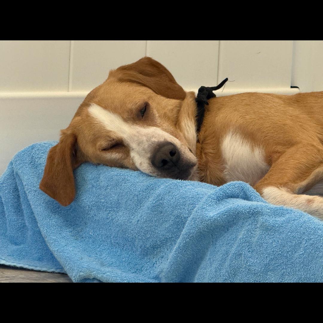 Jeremy, a ADOPTABLE mixed breed in Midlothian, VA image 4/6