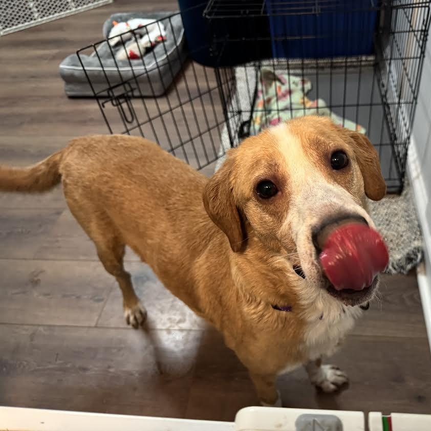 Jeremy, a ADOPTABLE mixed breed in Midlothian, VA image 5/6