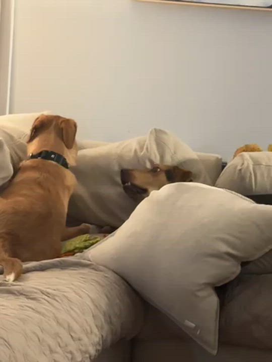 Enlarge Jeremy, a ADOPTABLE mixed breed in Midlothian, VA video 6/6