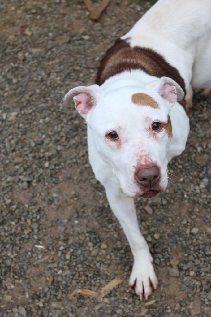 Patchy, Adoptable, Adult Female Pit Bull Terrier.