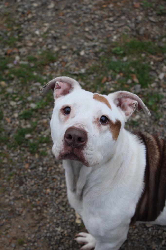Enlarge Patchy, a Adoptable Pit Bull Terrier in Morgantown, KY image 2/4