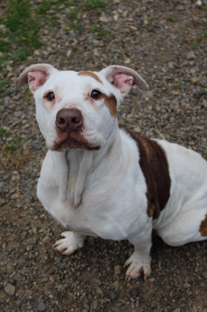 Patchy, Adoptable, Adult Female Pit Bull Terrier.