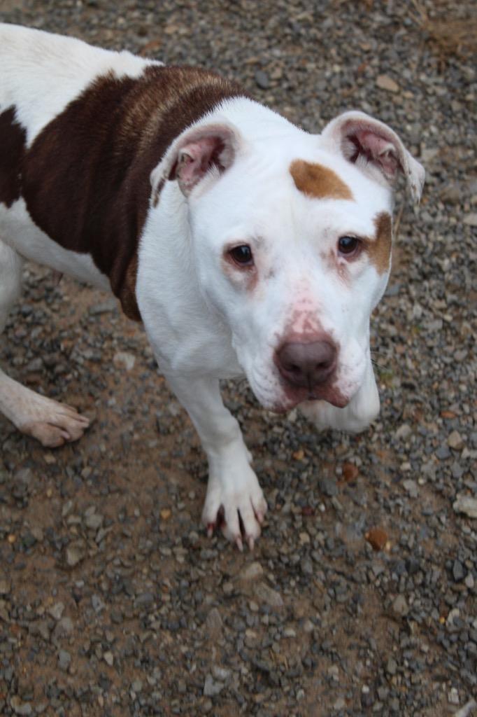 Enlarge Patchy, a Adoptable Pit Bull Terrier in Morgantown, KY image 3/4