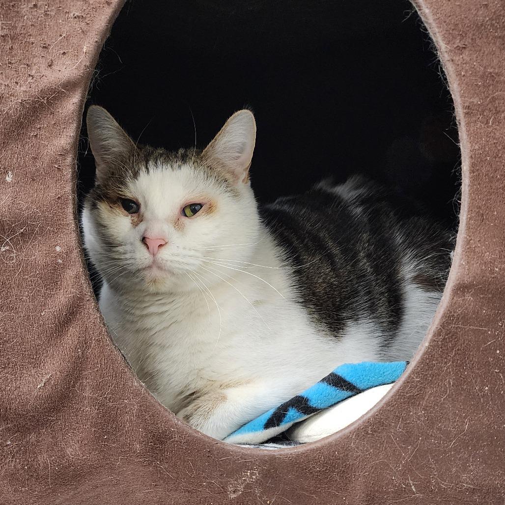 Lacie, Adoptable, Adult Female Domestic Short Hair.