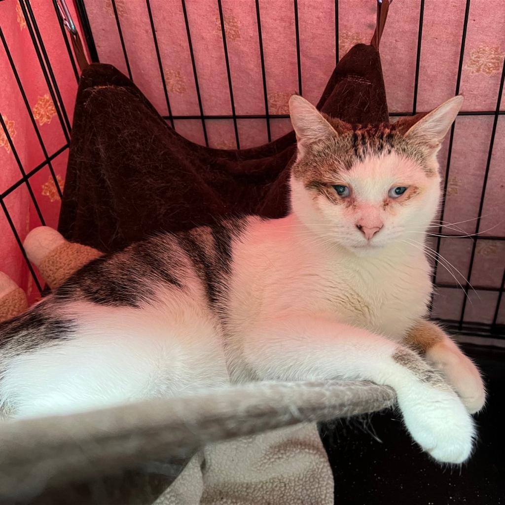 Enlarge Lacie, a Adoptable Domestic Short Hair in Monroe, MI image 1/2