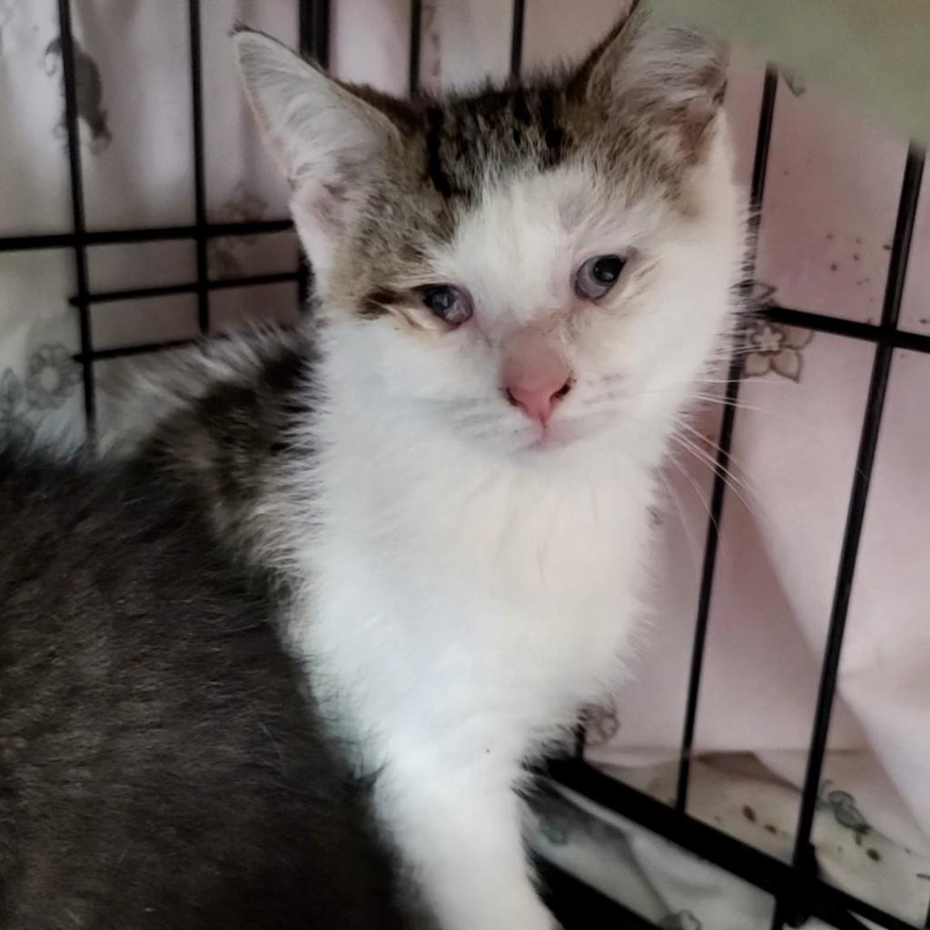 Enlarge Lacie, a Adoptable Domestic Short Hair in Monroe, MI image 2/2