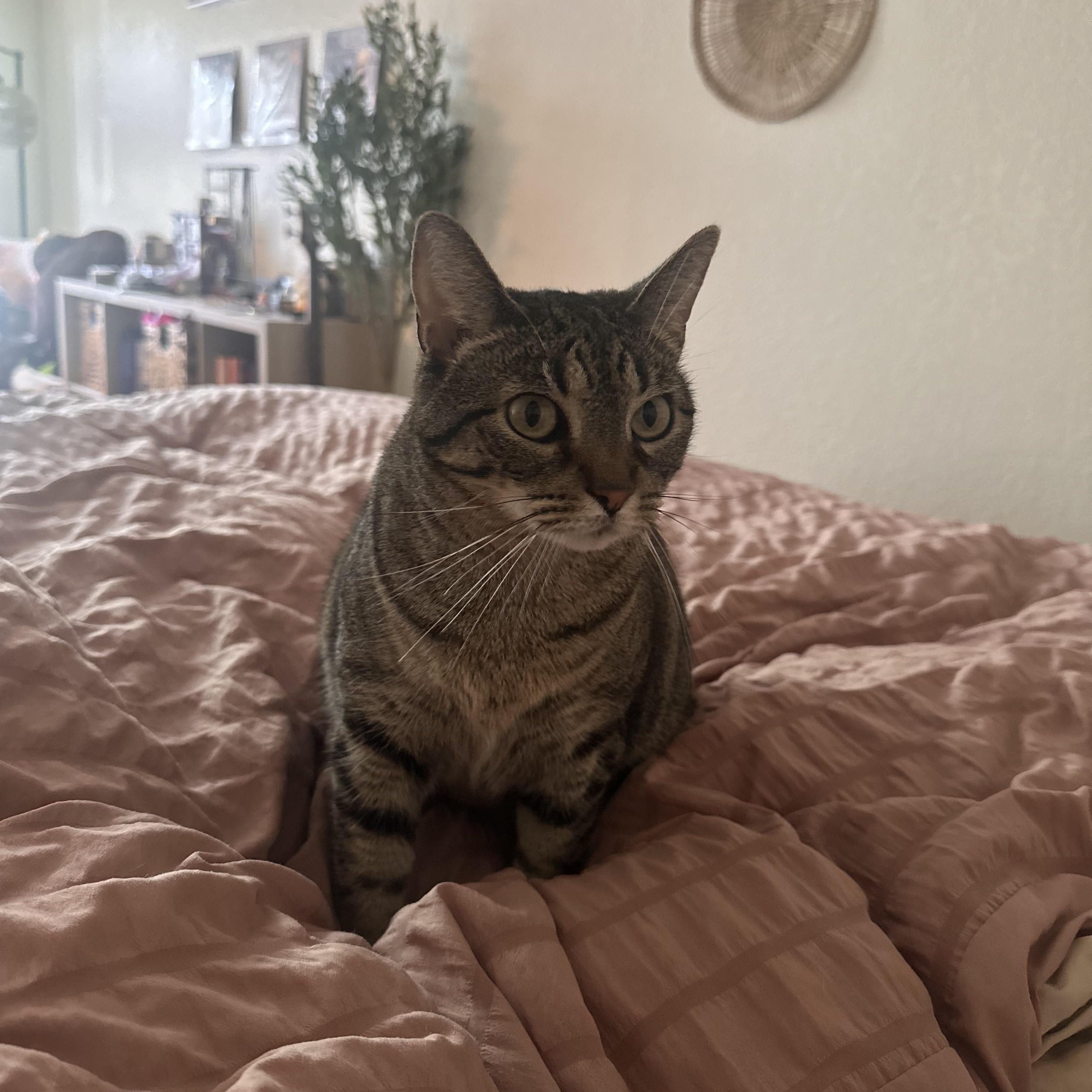 Nessie, Adoptable, Adult Female Domestic Short Hair.