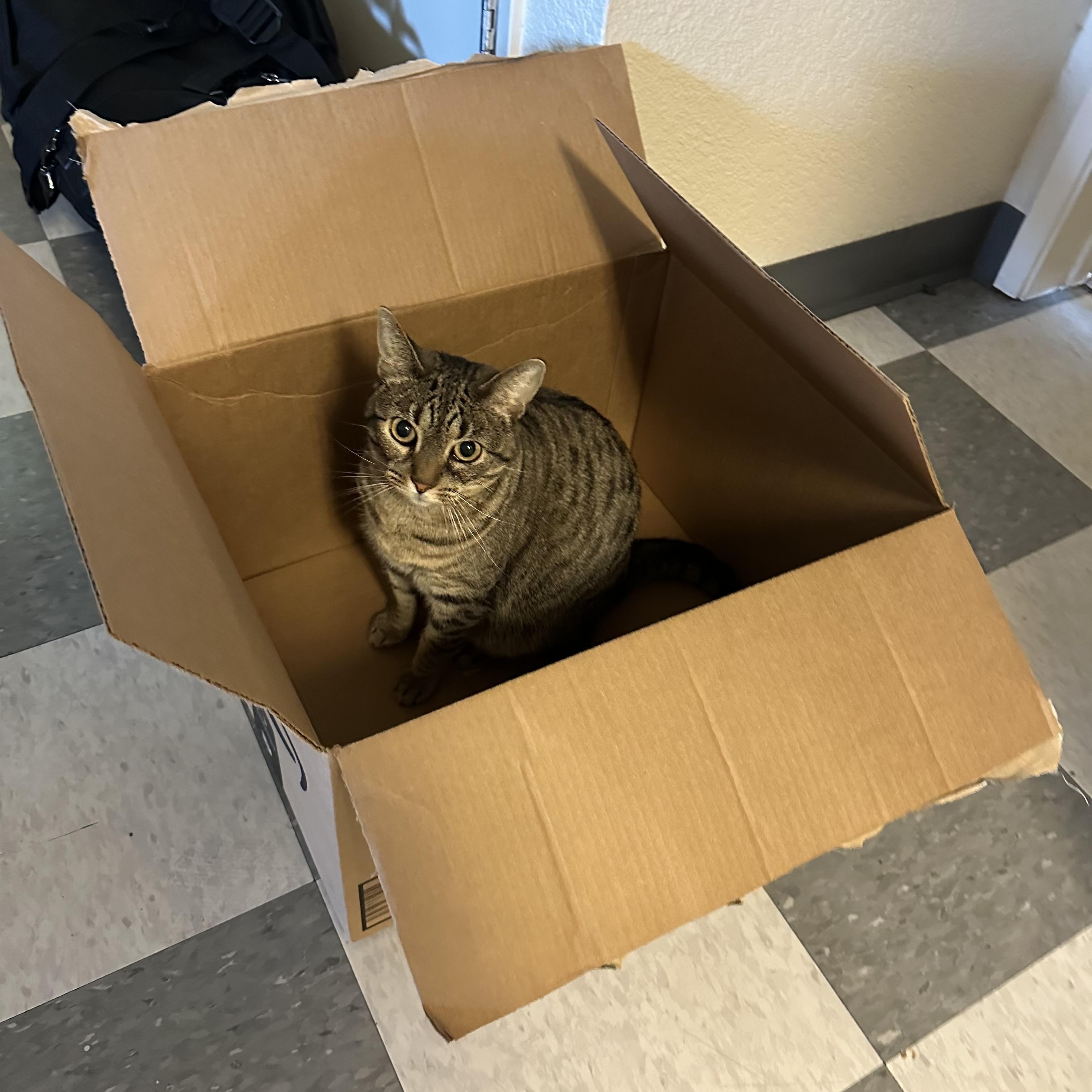 Nessie, a Adoptable Domestic Short Hair in Davis, CA image 2/6