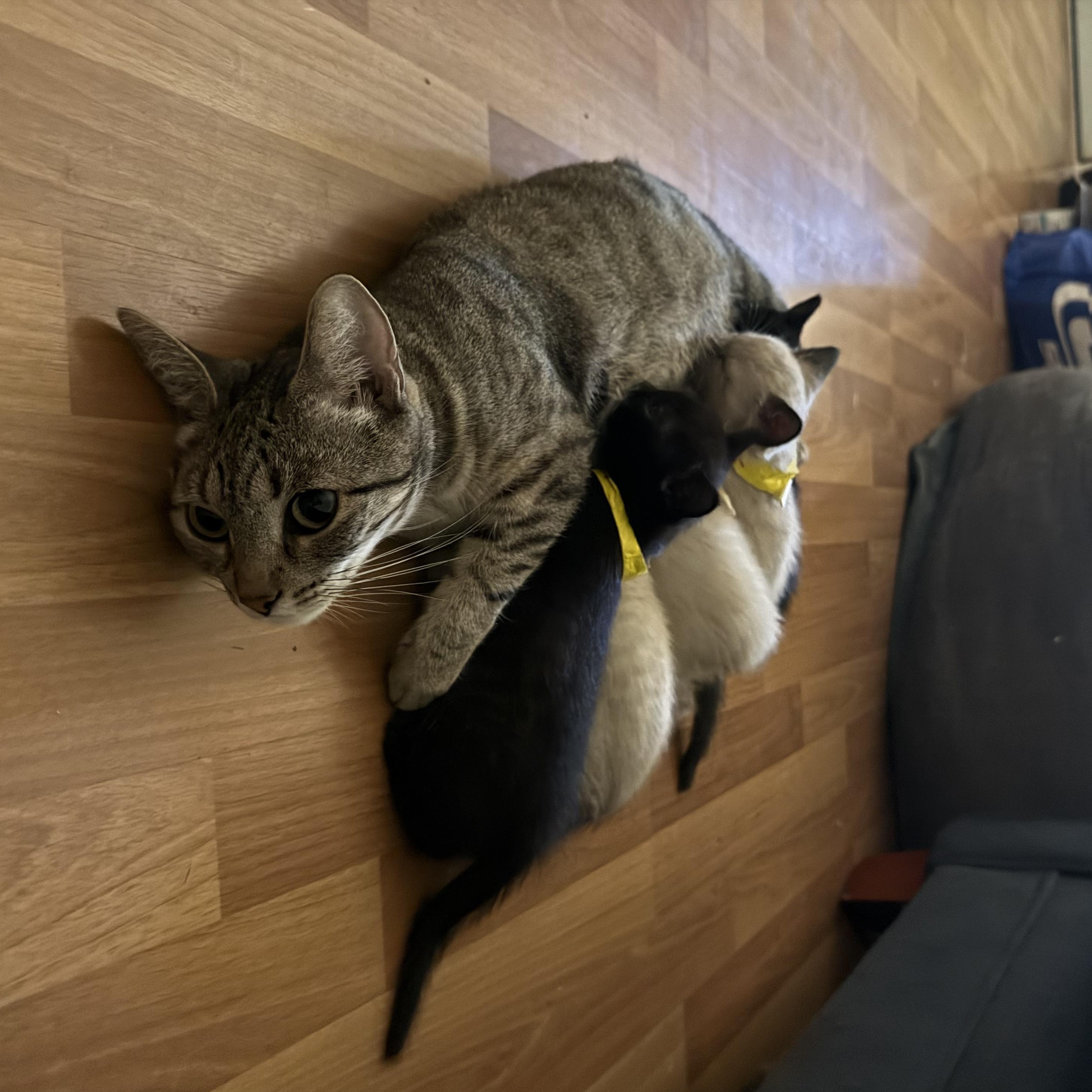 Nessie, a Adoptable Domestic Short Hair in Davis, CA image 3/3