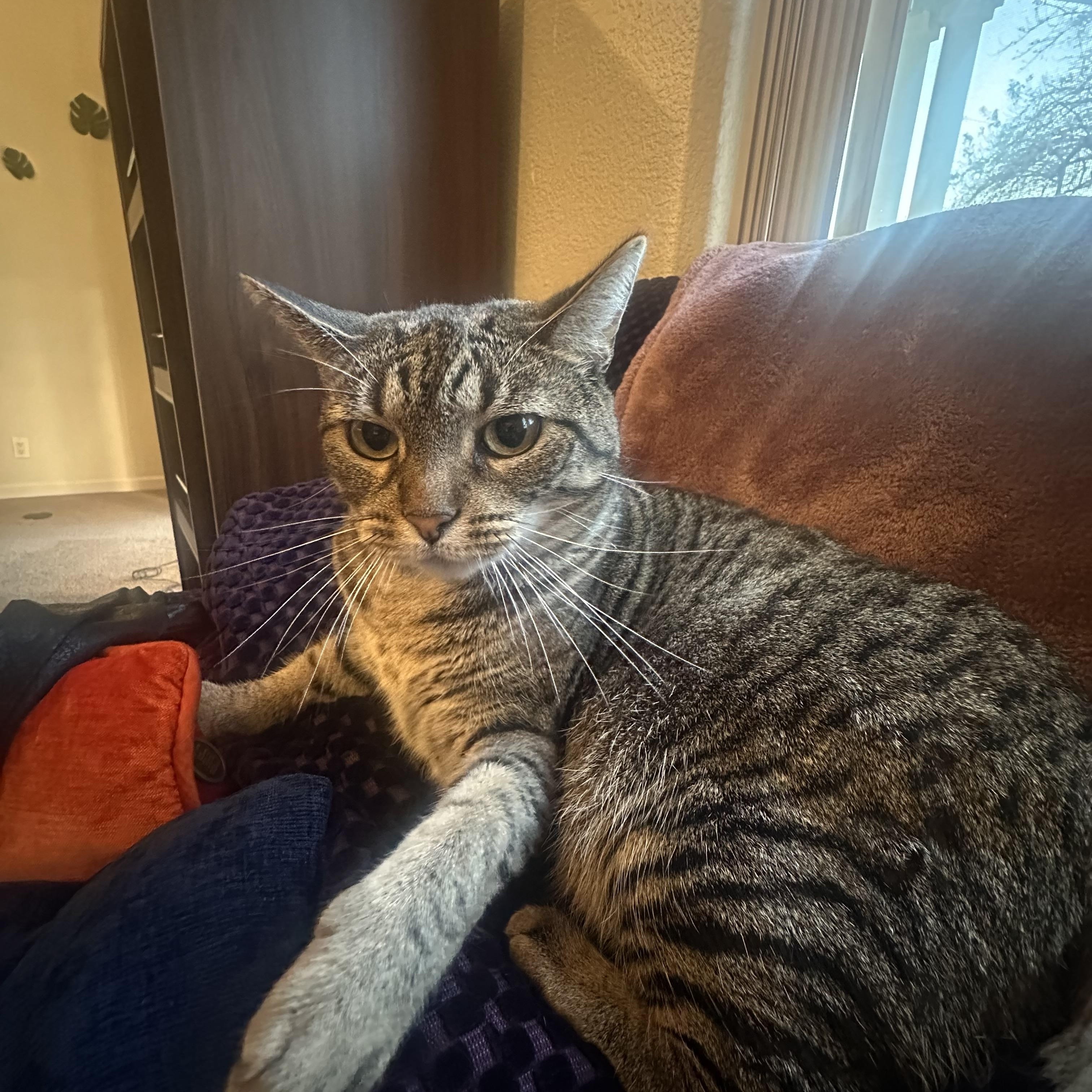 Nessie, a Adoptable Domestic Short Hair in Davis, CA image 6/6