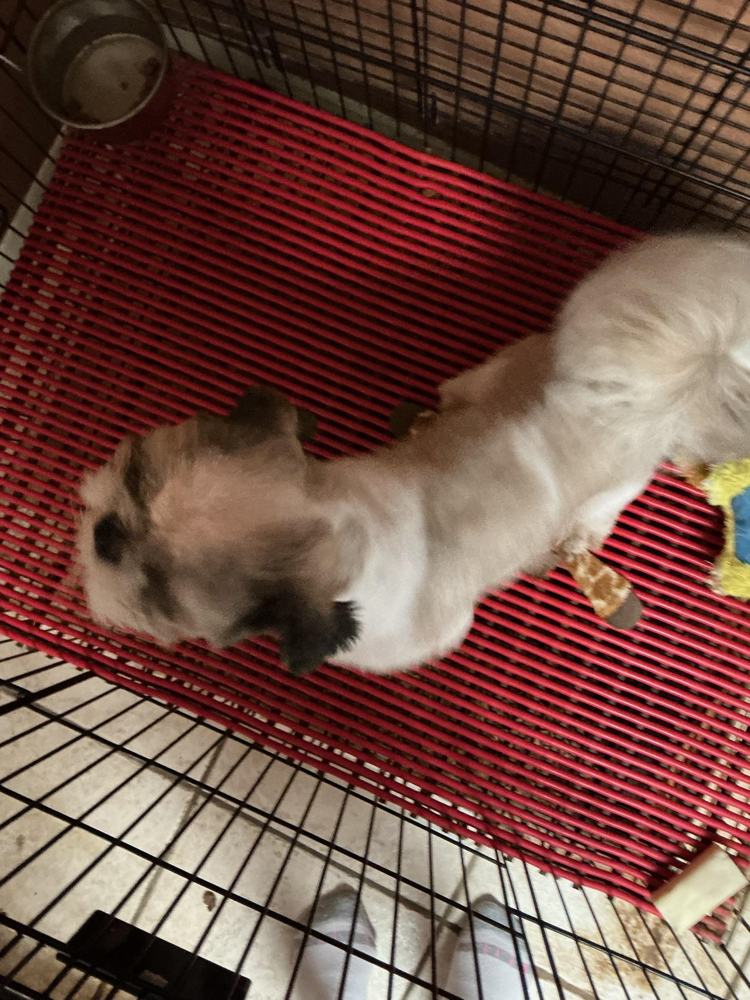 Auggie and Tucker, Adoptable, Adult Male Shih Tzu.