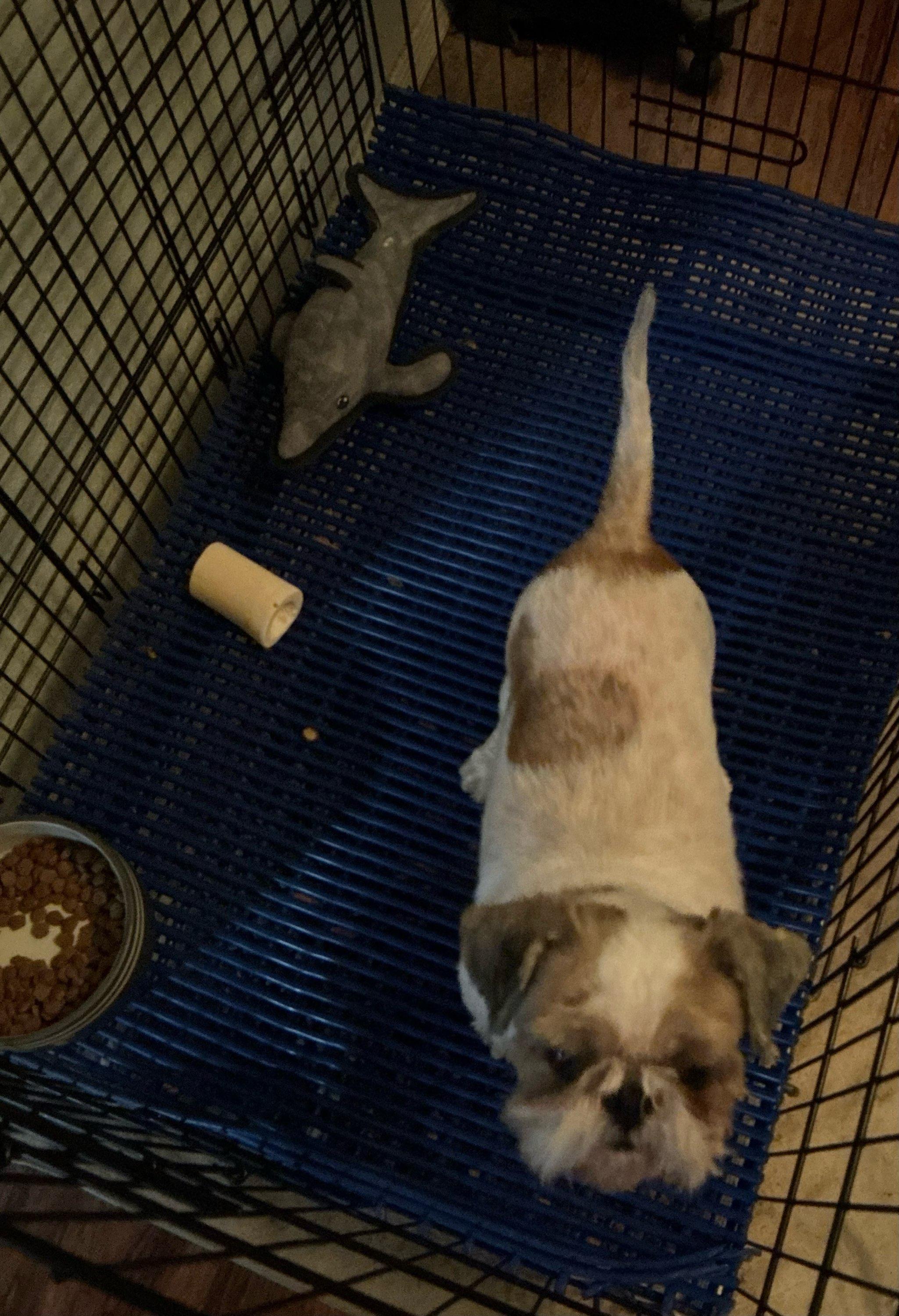 Auggie and Tucker, a Adoptable Shih Tzu in Tucson, AZ image 2/2