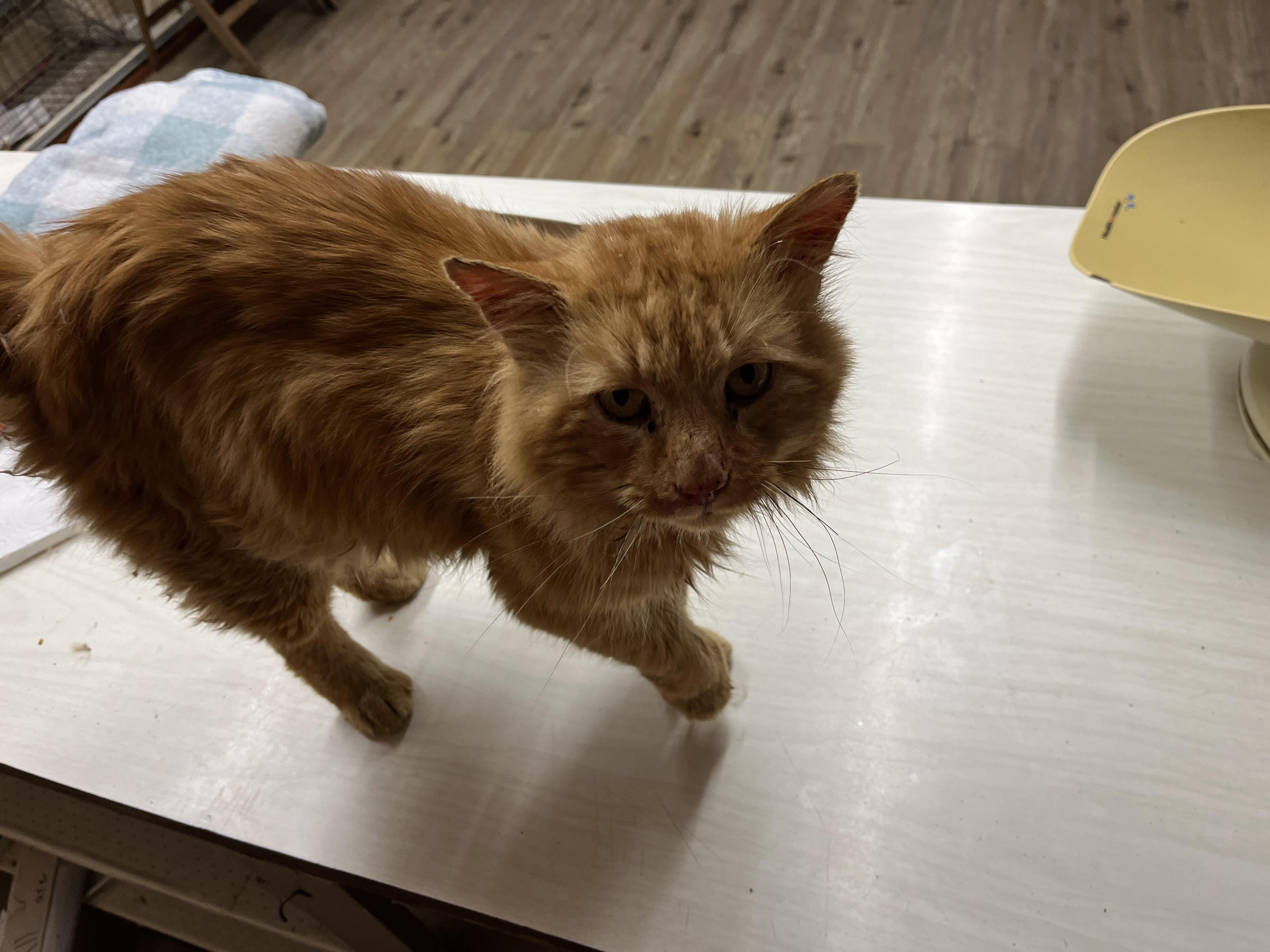 Charlie, Adopted, Adult Male Maine Coon.