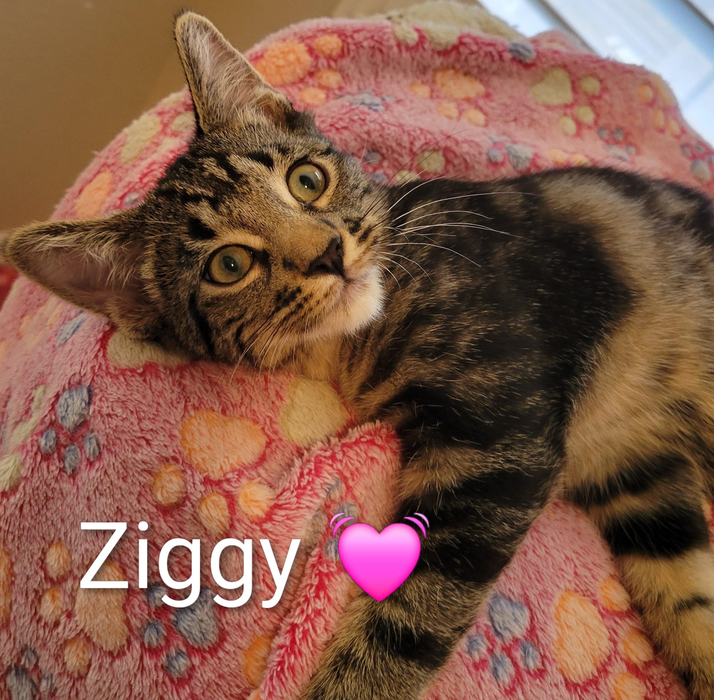 Ziggy photo 1
