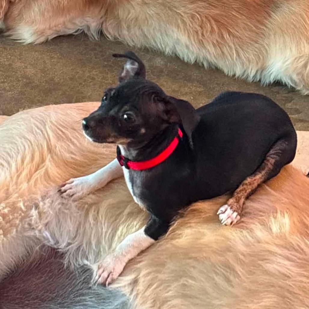 Enlarge Tiny Phil, a Adoptable Mixed Breed in Oxford, ME image 2/6