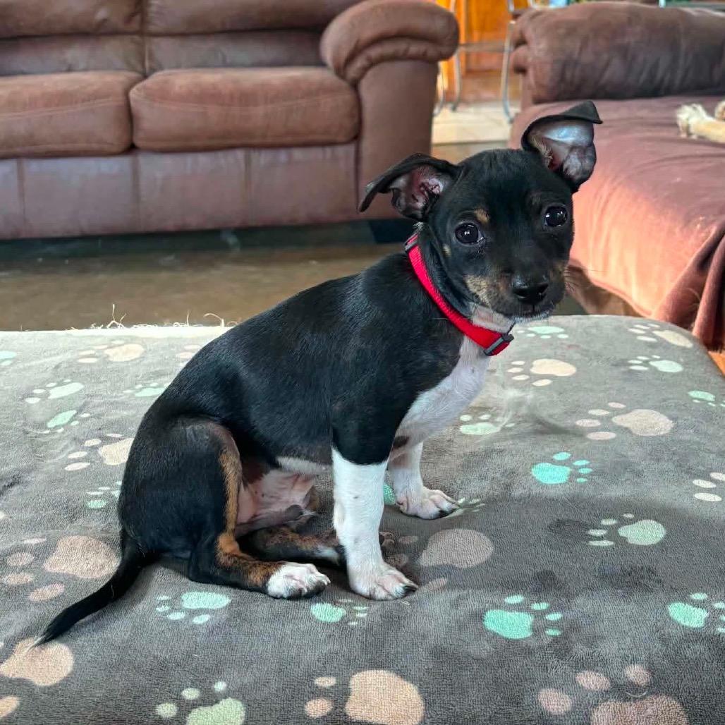 Enlarge Tiny Phil, a Adoptable Mixed Breed in Oxford, ME image 6/6
