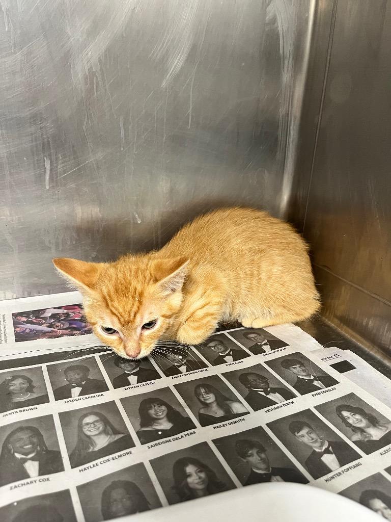 Henry, Adoptable, Kitten Male Domestic Short Hair.