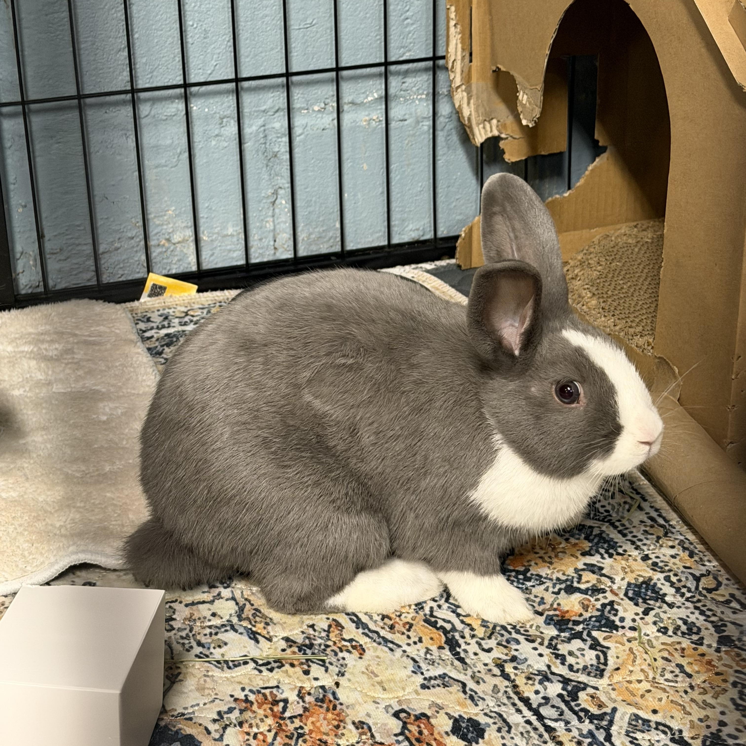 Enlarge SUCRE, a Adoptable mixed breed in Forest Hills, NY image 5/5